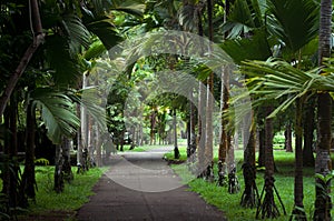 Palm alley in Sir Seewoosagur Ramgoolam Botanical Garden, Mauritius