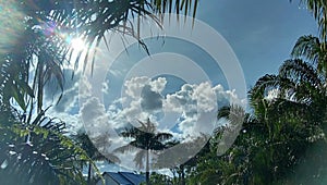 Palm areca tree, blue sky