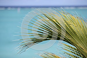 Palm on a background of turquoise water