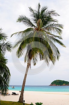 Palm on the beach