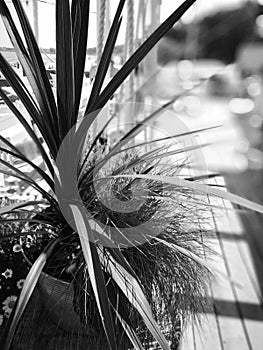 Palm on the beach. Artistic look in black and white.