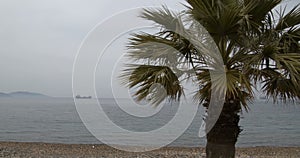 Palm on the beach and cargo ship on the sea