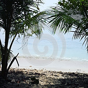 Palm beach in costarica photo