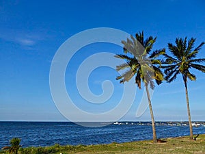 palm on a beach with grassland at summer