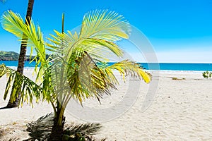 Palm at the beach photo
