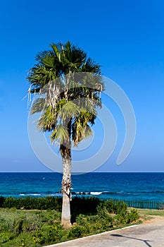 Palm on the Beach, Nissi Beach , Cyprus