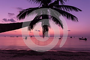 Palm on the beach with a purple night sky