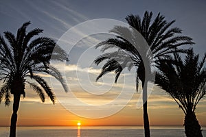 Palm beach, seaside, sunset view. Summer nature scene.