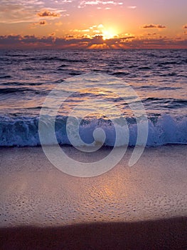 Palma Spiaggia alba 