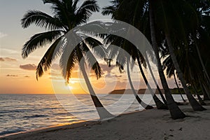 Palm beach sunset, serene coastal scenery, tropical paradise