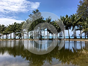 Palm beach, tropical paradise, tree reflecting on the water, seaside, blue sky.