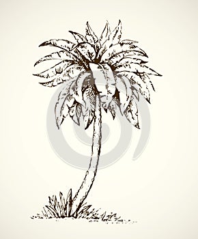 Palm on beach. Vector drawing