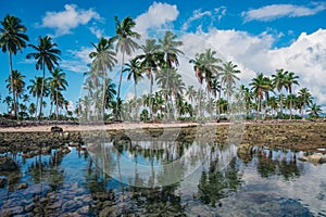 Palm beach with water reflection in Dominican Republic