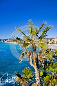 Palm and beautiful blue water in Nice, cote d\'Azur, France