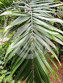 Palm, beautiful of green tropical leaves for different design