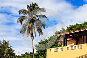 Palm and beautiful house