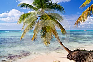 Palm bending over the Caribbean Sea