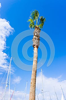 Palm on blue sky. musts view