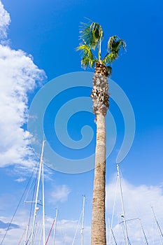 Palm on blue sky. musts view