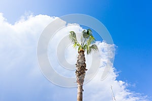 Palm on blue sky. musts view tree