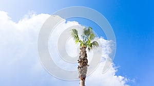 Palm on blue sky. musts view tree