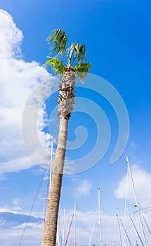 Palm on blue sky. musts view tree