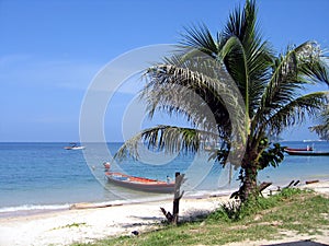 Palm and boat on a beach