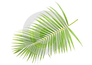 Palm branch