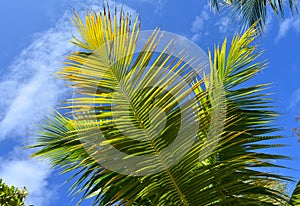 Palm branch