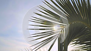 Palm branch against the sky and the rays of the sun