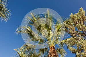 Palm branch on the background of mountains and sky.