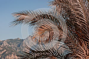 Palm branch on the background of mountains and sky.