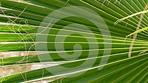 Palm branch in the form of a fan, green background tecture