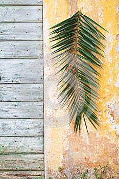 Palm branch hanging on a old vintage wall and wooden door as a P