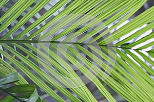 Palm branch with long thin symmetrical leaves