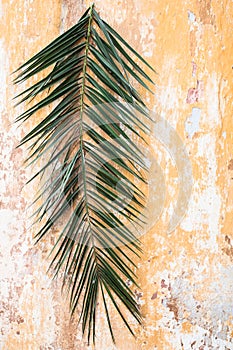 Palm branch on old vintage antique wall as Palm sunday and Easter christian holiday concept and Jerusalem background