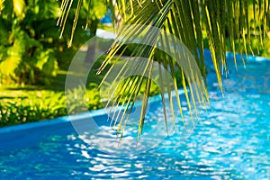 palm branch over defocused lazy river pool