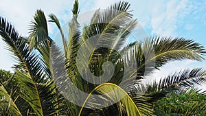 Palm branches against the blue sky. Sunny weather. Vacation at the resort. Coconut and date leaves sway. The blue sky