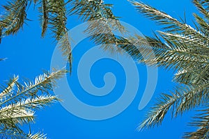 Palm branches against the blue sky tropical concept