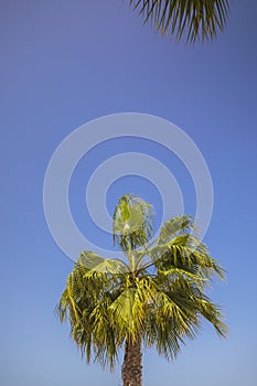 Palm branches against a clear blue sky