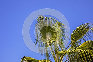 Palm branches against a clear blue sky