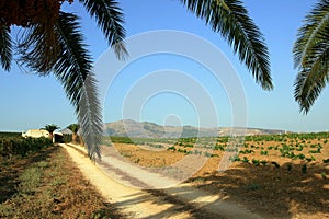 Palm branches over dirt road