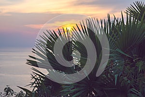 Palm branches or palm leaves at sunset. Vintage retro artistic blurry edit background with rendered lens flares