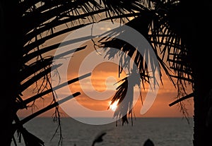 Palm branches silhouettes at Caspersen Beach