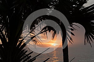 Palm branches silhouettes at Caspersen Beach - 3