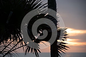 Palm branches silhouettes at Caspersen Beach - 6