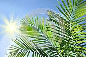 Palm branches in the sun