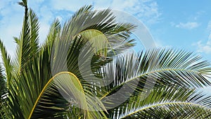 Palm branches sway in the wind. Sunny weather. Vacation at the resort. Coconut and date leaves sway. The blue sky