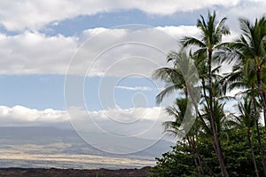 Palm branches in Waikoloa resort with Mauna Kea slops in the backround