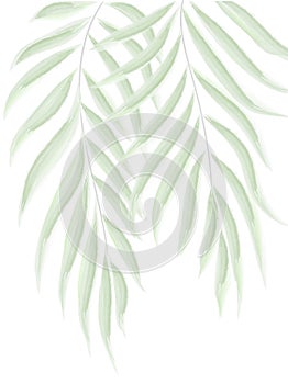 Palm branches watercolor. botanical vector